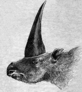 Unicorn Facts - Siberian Unicorn