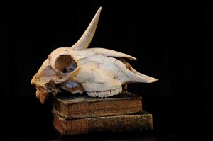 unicorn sightings and findings unicorn skull