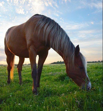 Are Unicorns Horses? - Horses Eating Grass