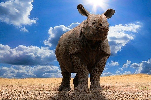 Where Did Unicorns Come from? - An Indian Rhinoceros