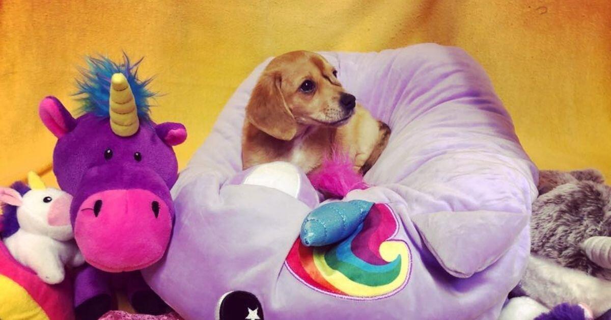 Narwhal the Unicorn Puppy