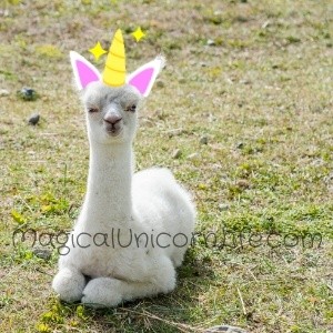 llamacorn baby