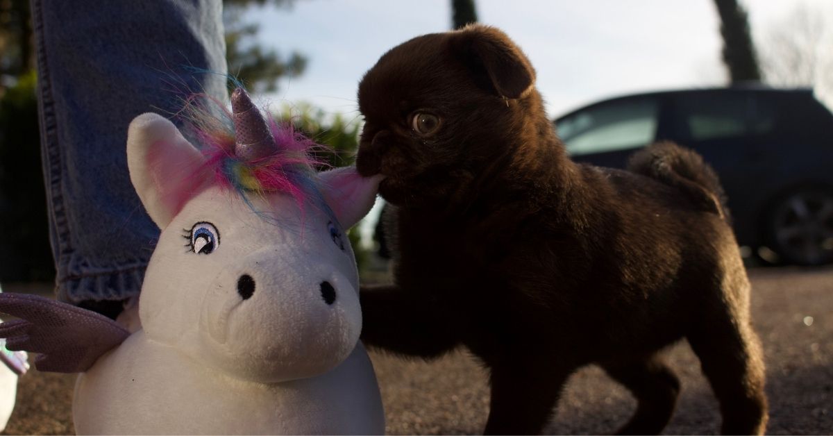 Cute Unicorn Pictures - A Cute Puppy Playing with a Unicorn Slipper
