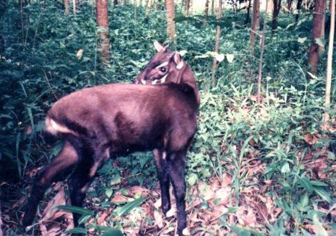 The Saola Asian Unicorn - 5 Asian Unicorn Facts The Saola Asian Unicorn
